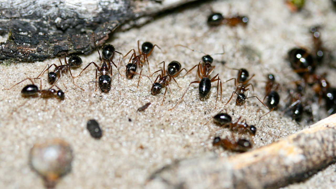ANT INFESTATION ALM Exterminating Termite And Bed Bug Specialist