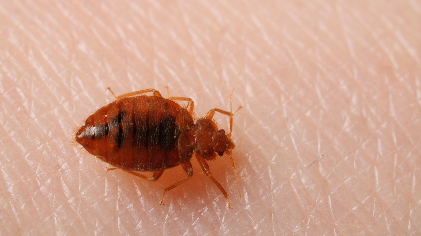 Bed Bugs - ALM Exterminating - Termite and Bed Bug Specialist